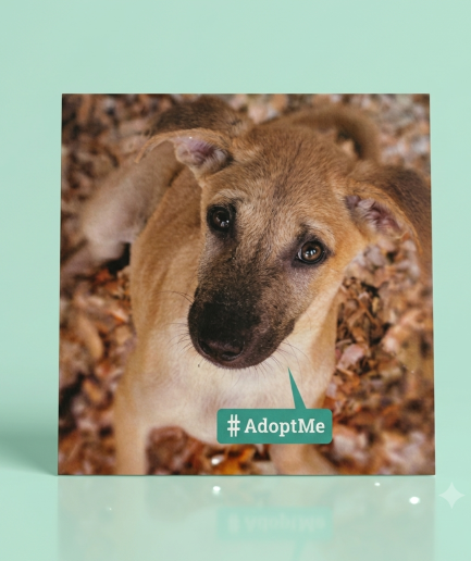 Embark Greeting Card – Adopt Me